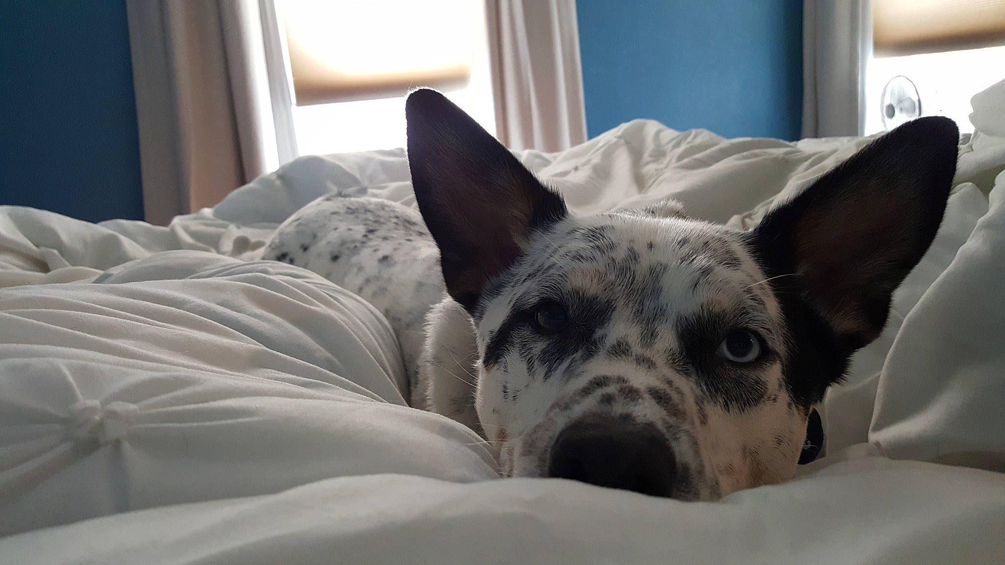 Jinx is registered to the contest to win money with this photo: australian_cattle_dog, canidae, carnivore, dog, dog_breed, ear, furniture, great_dane, koolie, mammal, non_sporting_group, rat_terrier, snout, vertebrate