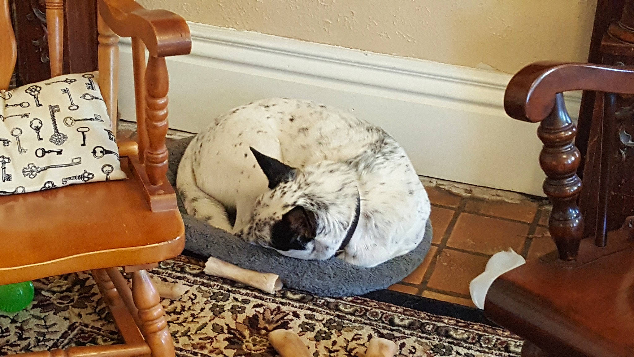 Jinx joined the competition — help win amazing prizes! asian, carnivore, cat, chair, couch, european_shorthair, felidae, furniture, kitten, nap, room, small_to_medium_sized_cats, tabby_cat, table, whiskers