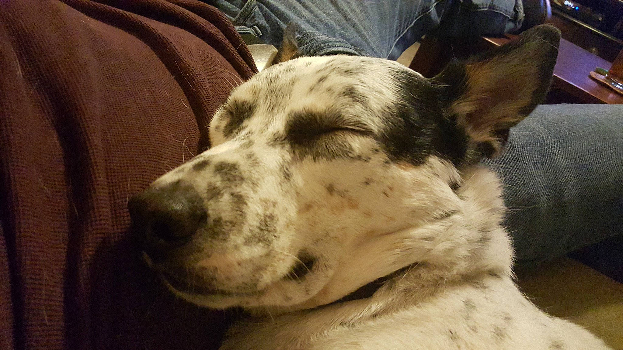 Jinx is registered to the contest to win money with this photo: canidae, carnivore, dog, dog_breed, ear, fawn, koolie, louisiana_catahoula_leopard_dog, mammal, non_sporting_group, snout, sporting_group, vertebrate, whiskers