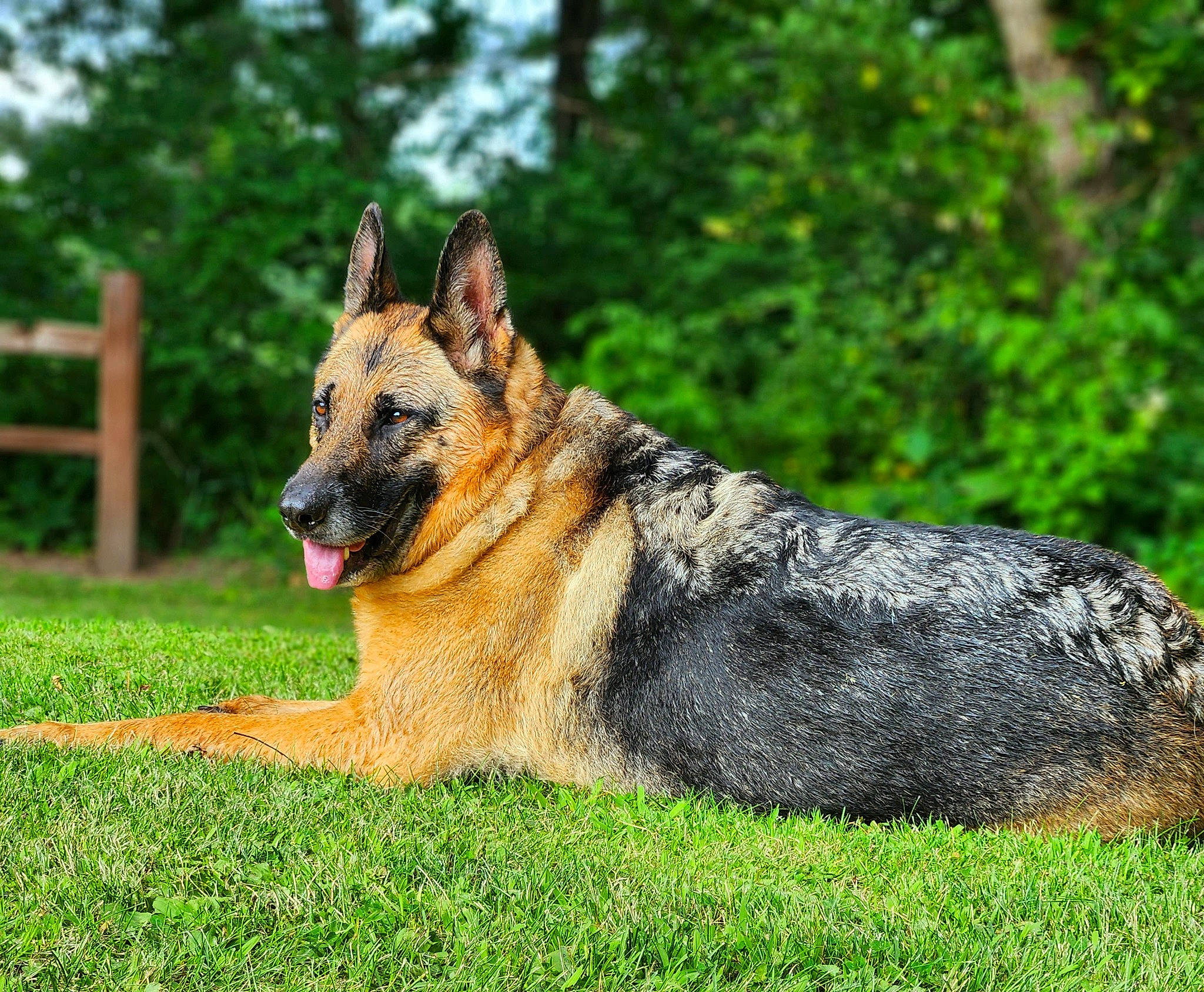Deja joined the competition — help win amazing prizes! art, canidae, carnivore, companion_dog, dog, dog_breed, east_european_shepherd, fawn, german_shepherd_dog, grass, herding_dog, king_shepherd, old_german_shepherd_dog, plant, snout, sporting_group, terrestrial_animal, tree, wildlife, working_dog