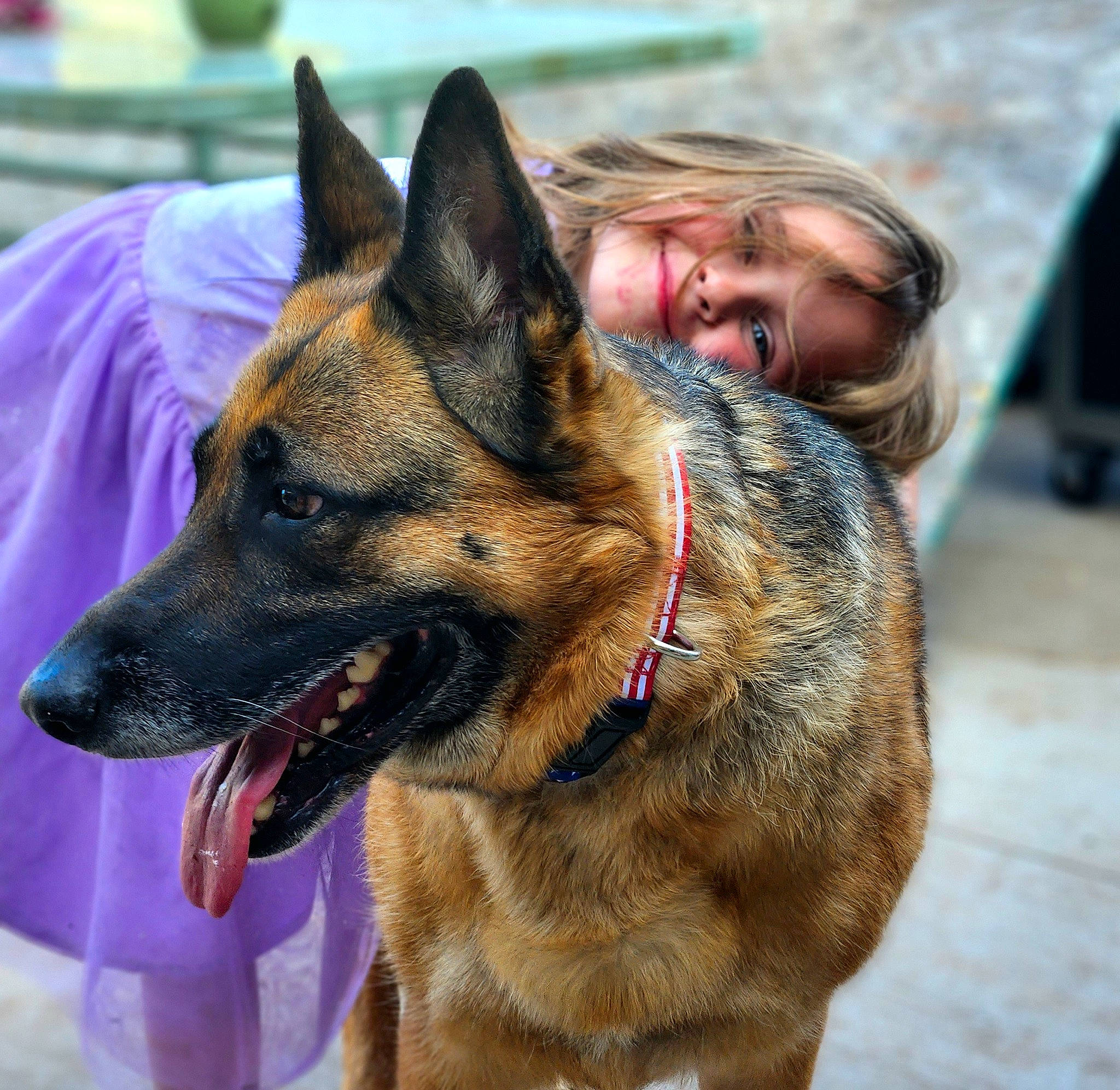 Deja is registered to the contest to win money with this photo: canidae, carnivore, collar, companion_dog, dog, dog_breed, dog_collar, dog_supply, east_european_shepherd, eye, fawn, fur, german_shepherd_dog, herding_dog, king_shepherd, leash, mammal, old_german_shepherd_dog, smile, sporting_group