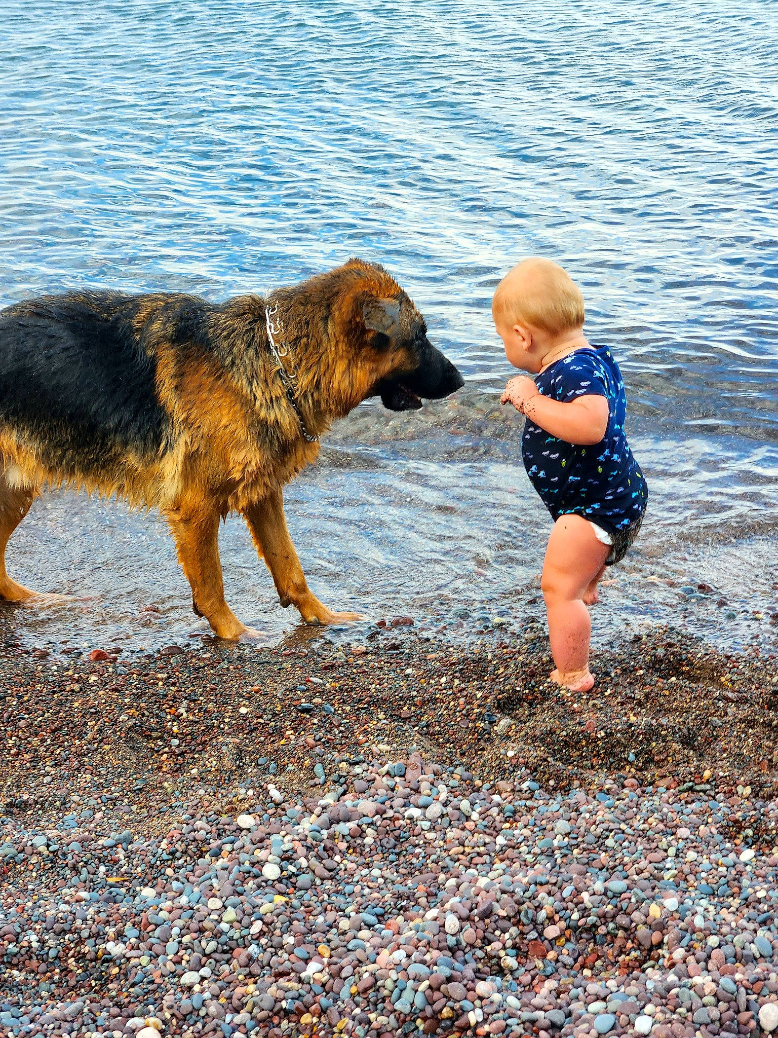 Deacon is registered to the contest to win money with this photo: beach, carnivore, coast, dog, dog_breed, electric_blue, fawn, fun, happy, lake, leisure, people_in_nature, people_on_beach, sand, shore, sporting_group, toddler, water, wave, wind_wave