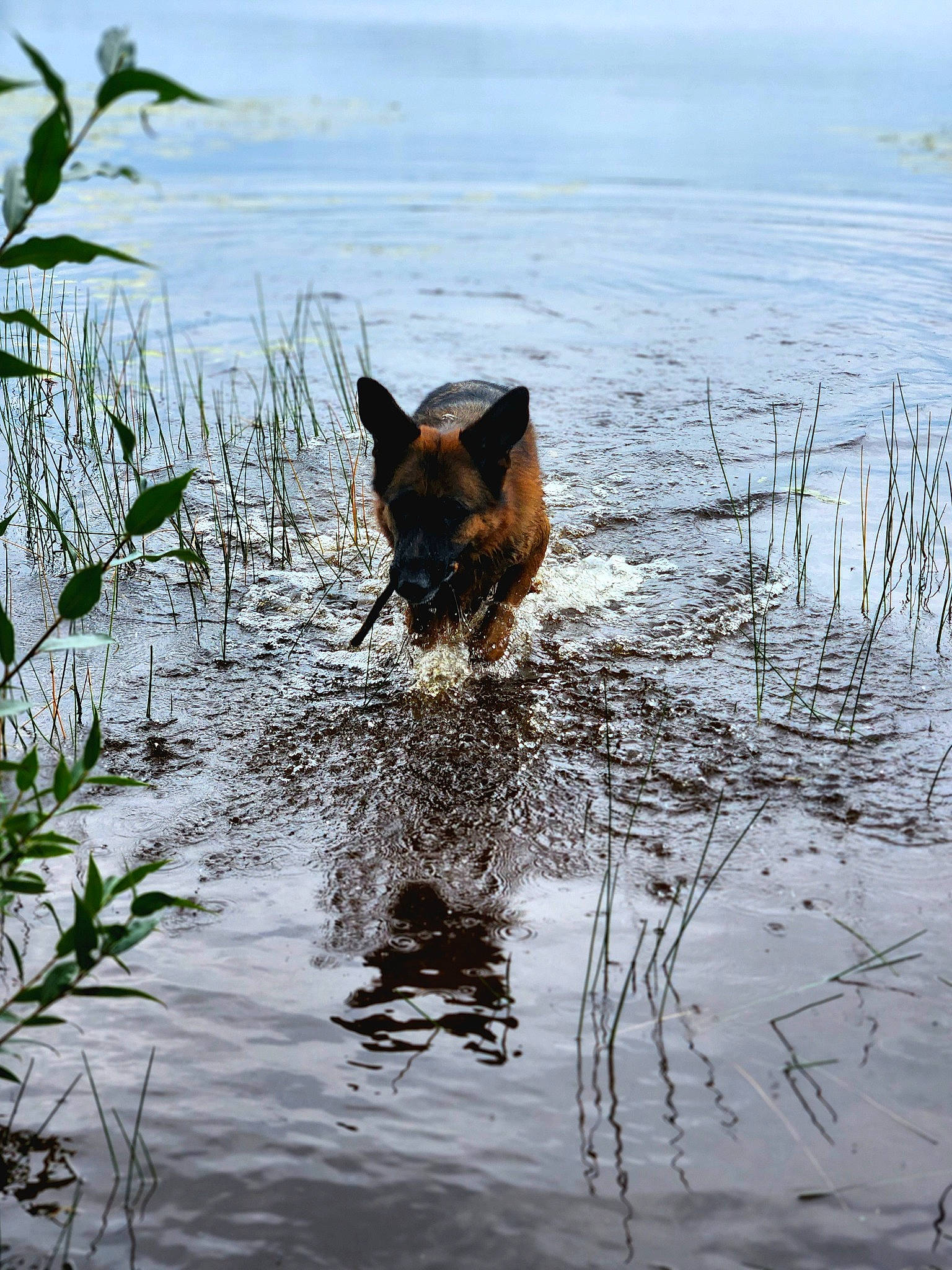 Deacon joined the competition — help win amazing prizes! _geese_and_swans, beak, bog, canidae, carnivore, dog_breed, ducks, freshwater_marsh, grass, lake, liquid, natural_landscape, plant, reflection, sporting_group, water, water_bird, waterfowl, wetland, wildlife