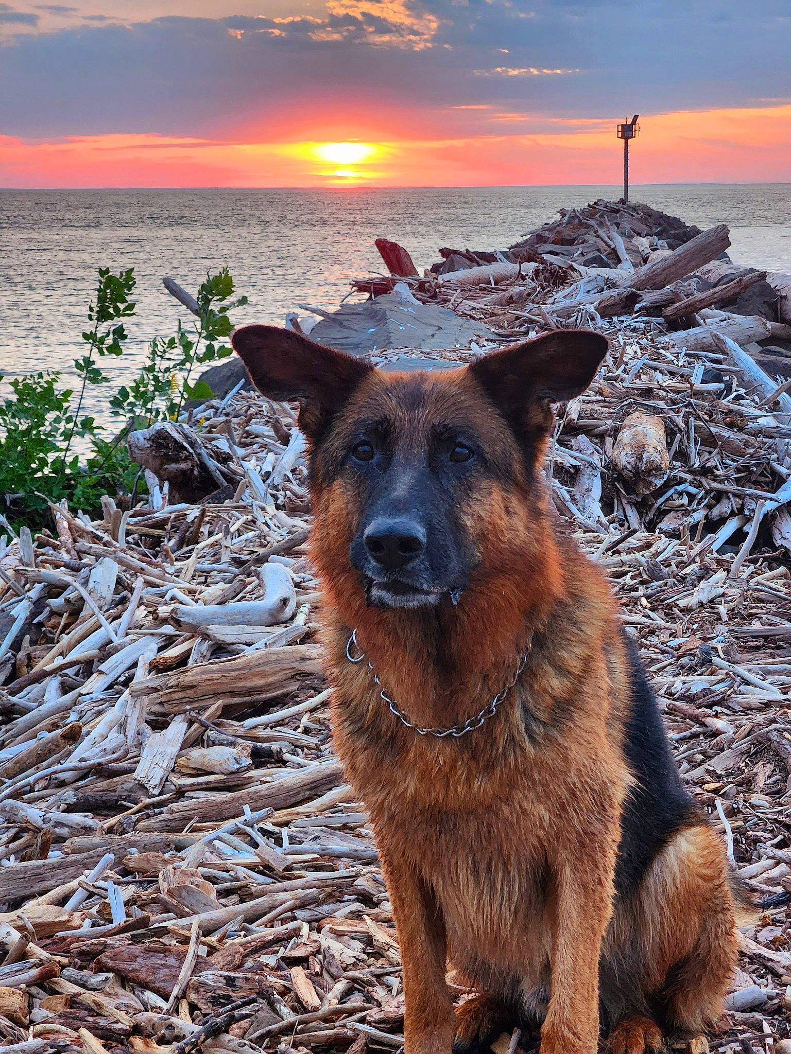 Deacon is registered to the contest to win money with this photo: afterglow, beach, carnivore, cloud, dog, dog_breed, fawn, herding_dog, horizon, landscape, light, morning, old_german_shepherd_dog, plant, sky, sunlight, sunrise, sunset, water, wood