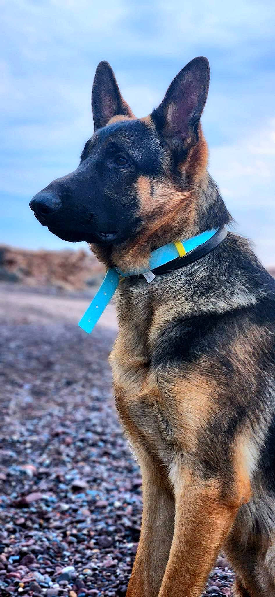 Dilaso is registered to the contest to win money with this photo: carnivore, cloud, collar, companion_dog, dog, dog_breed, dog_collar, dog_supply, electric_blue, fawn, german_shepherd_dog, human_body, leash, pet_supply, sky, snout, sporting_group, tail, whiskers, working_animal