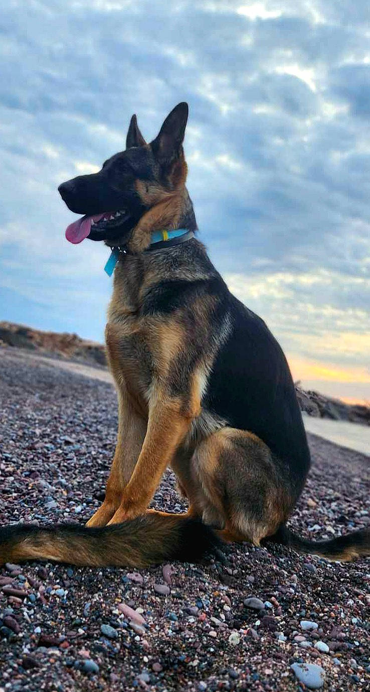 Dilaso is registered to the contest to win money with this photo: canidae, carnivore, cloud, collar, dog, dog_breed, dog_collar, east_european_shepherd, german_shepherd_dog, herding_dog, king_shepherd, old_german_shepherd_dog, sky, snout, soil, sporting_group, tail, tree, working_animal, working_dog