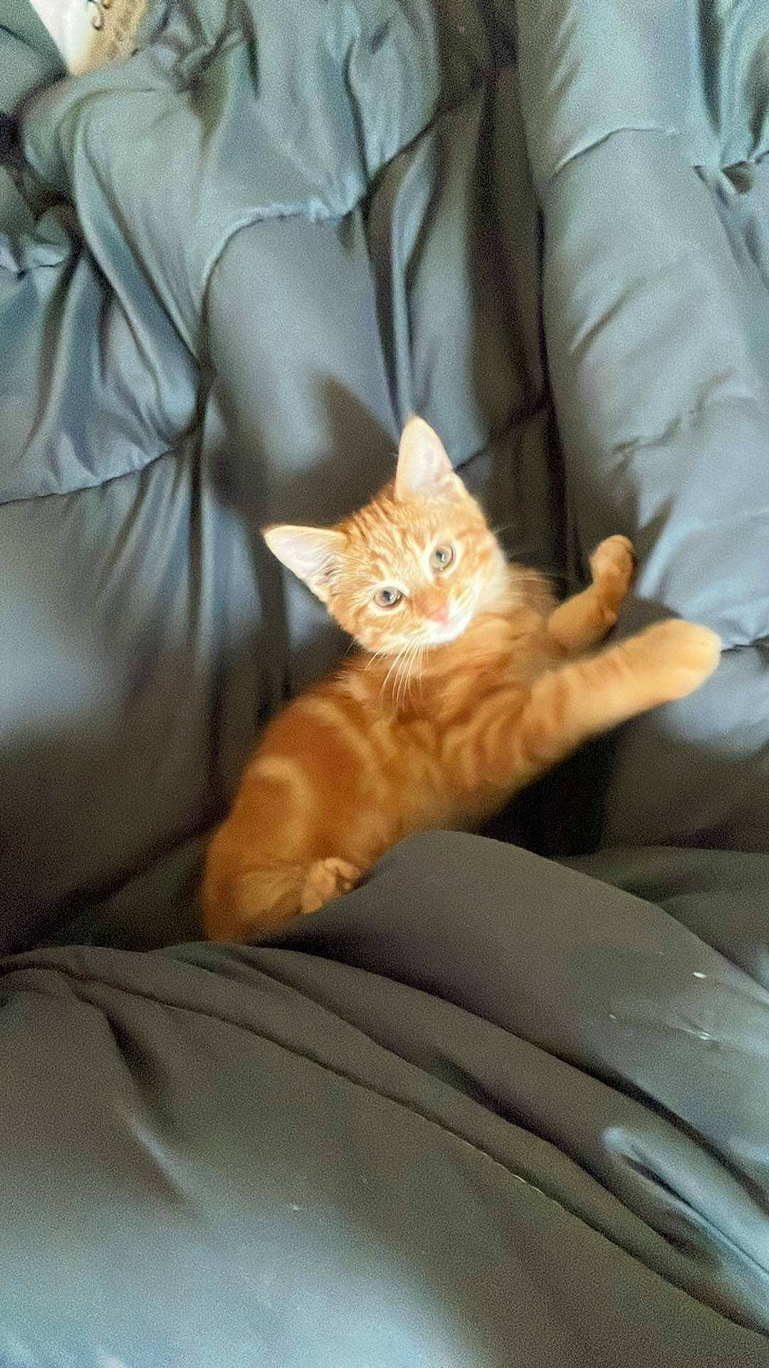 Angelo participe au concours pour gagner de l'argent avec cette photo : carnivore, cat, claw, comfort, couch, domestic_short_haired_cat, fawn, felidae, fur, gesture, human_leg, lap, linens, orange, sitting, small_to_medium_sized_cats, tail, textile, whiskers, white