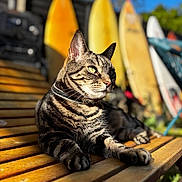 Boz joined the competition — help win amazing prizes! cat, tabby, bench, wood, outdoor, sunlight, surfboard, animal, pet, relaxed, greenery, summer, daylight, nature, feline, striped, closeup, sitting, portrait, resting