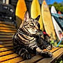 cat, tabby, bench, wood, outdoor, sunlight, surfboard, animal, pet, relaxed, greenery, summer, daylight, nature, feline, striped, closeup, sitting, portrait, resting