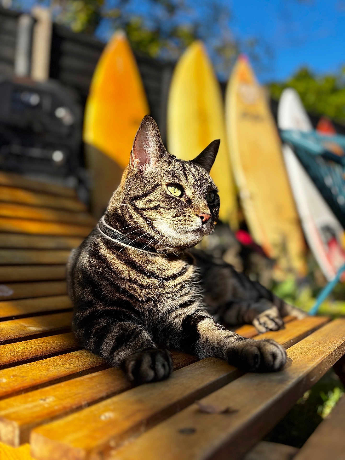 Boz joined the competition — help win amazing prizes! cat, tabby, bench, wood, outdoor, sunlight, surfboard, animal, pet, relaxed, greenery, summer, daylight, nature, feline, striped, closeup, sitting, portrait, resting