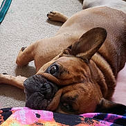 Joe is registered to the contest to win money with this photo: dog, french_bulldog, brown_dog, pet, carpet, resting, close_up, indoor, ear, face, animal, cute, companion, lying_down, snout, fur, domestic_animal, portrait, relaxed, colorful_clothing