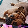 dog, french_bulldog, brown_dog, pet, carpet, resting, close_up, indoor, ear, face, animal, cute, companion, lying_down, snout, fur, domestic_animal, portrait, relaxed, colorful_clothing