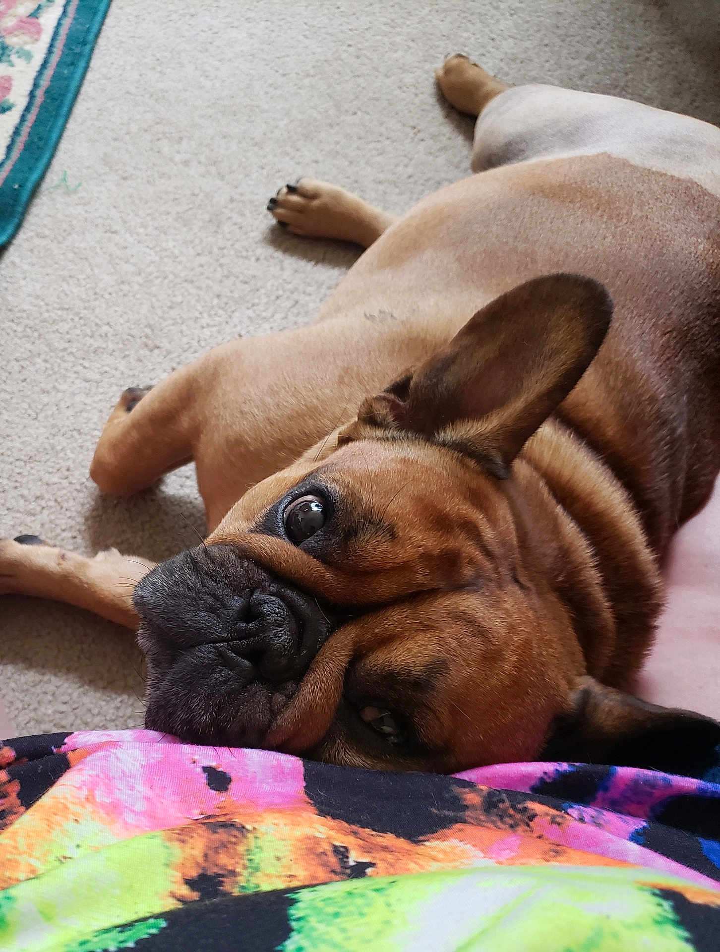 Joe is registered to the contest to win money with this photo: dog, french_bulldog, brown_dog, pet, carpet, resting, close_up, indoor, ear, face, animal, cute, companion, lying_down, snout, fur, domestic_animal, portrait, relaxed, colorful_clothing