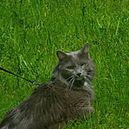 Bella participe au concours pour gagner de l'argent avec cette photo : cat, gray_cat, fluffy_cat, pet, leash, grass, outdoor, nature, animal, feline, greenery, walking, curious, fur, whiskers, ears, tail, daylight, closeup, mammal