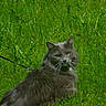 cat, gray_cat, fluffy_cat, pet, leash, grass, outdoor, nature, animal, feline, greenery, walking, curious, fur, whiskers, ears, tail, daylight, closeup, mammal