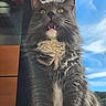 Bella a rejoint le concours — aidez-le/la à gagner de superbes lots ! cat, gray_cat, white_paws, fluffy_fur, indoor, window, blue_sky, clouds, floor, pet, animal, whiskers, ears, sitting, mouth_open, curious, sunlight, shadow, home, domestic