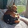 Max joined the competition — help win amazing prizes! dog, chihuahua, pet, small_dog, blanket, window, sunlight, indoor, cozy, black_garment, curled_up, looking_back, resting, fur, ears, tail, greenery, daylight, home, relaxed