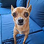 dog, chihuahua, pet, small_dog, brown_dog, indoor, couch, blue_couch, furniture, animal, cute, domestic_animal, canine, short_hair, ears, tail, standing, looking_up, front_legs, close_up
