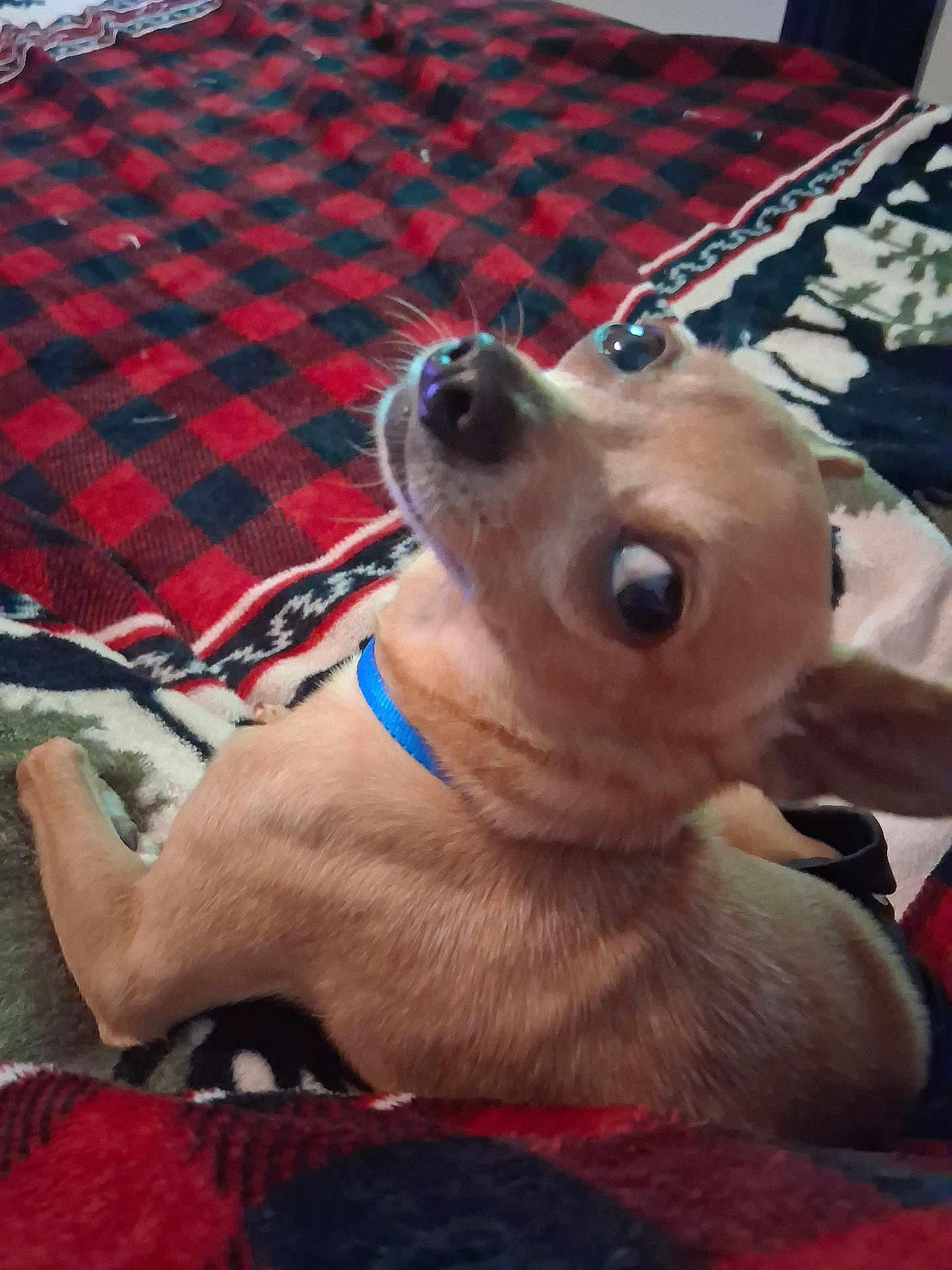 Max is registered to the contest to win money with this photo: dog, small_dog, tan_dog, blue_collar, pet, animal, cute, wide_eyes, lying_down, blanket, patterned_blanket, indoor, fur, looking_back, ears, nose, whiskers, bed, cozy, companion