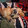 Max is registered to the contest to win money with this photo: dog, small_dog, cute, snuggling, blanket, cozy, brown_dog, pet, sleeping, resting, indoor, companion, cute_animals, close_up, fur, relaxing, animal, friendship, cute_pose, domestic_animal