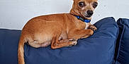 Max joined the competition — help win amazing prizes! dog, chihuahua, small_dog, pet, animal, brown_fur, blue_collar, couch, cushion, indoor, relaxed, side_view, looking, ears_up, paw, tail, furniture, companion, domestic_animal, resting