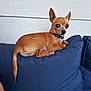 dog, chihuahua, small_dog, pet, animal, brown_fur, blue_collar, couch, cushion, indoor, relaxed, side_view, looking, ears_up, paw, tail, furniture, companion, domestic_animal, resting