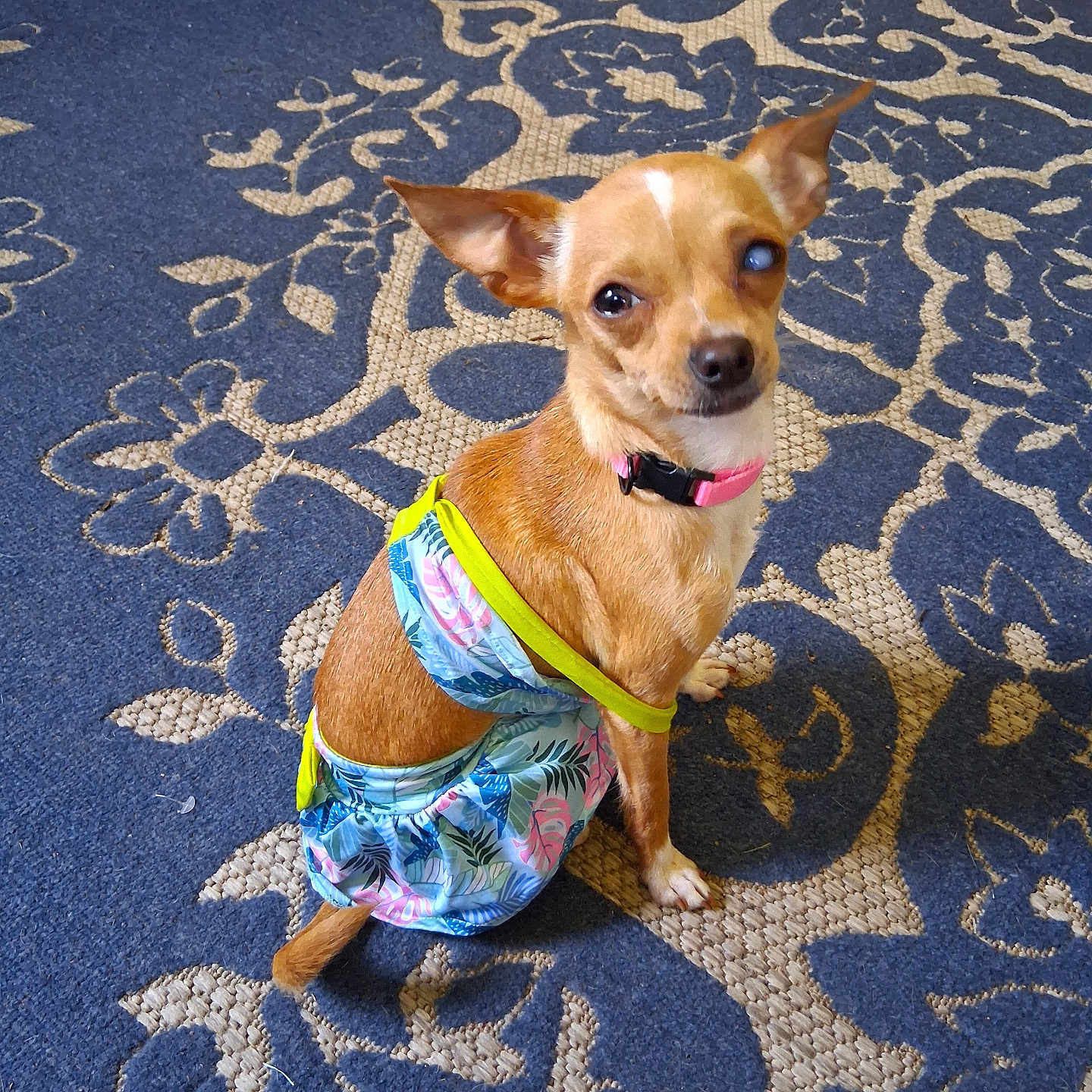 Bella is registered to the contest to win money with this photo: animal, brown_dog, chihuahua, clothing, collar, colorful, cute, dog, domestic_animal, dress, floral_pattern, indoor, looking_up, one_eye, patterned_rug, pet, pink_collar, rug, sitting, small_dog