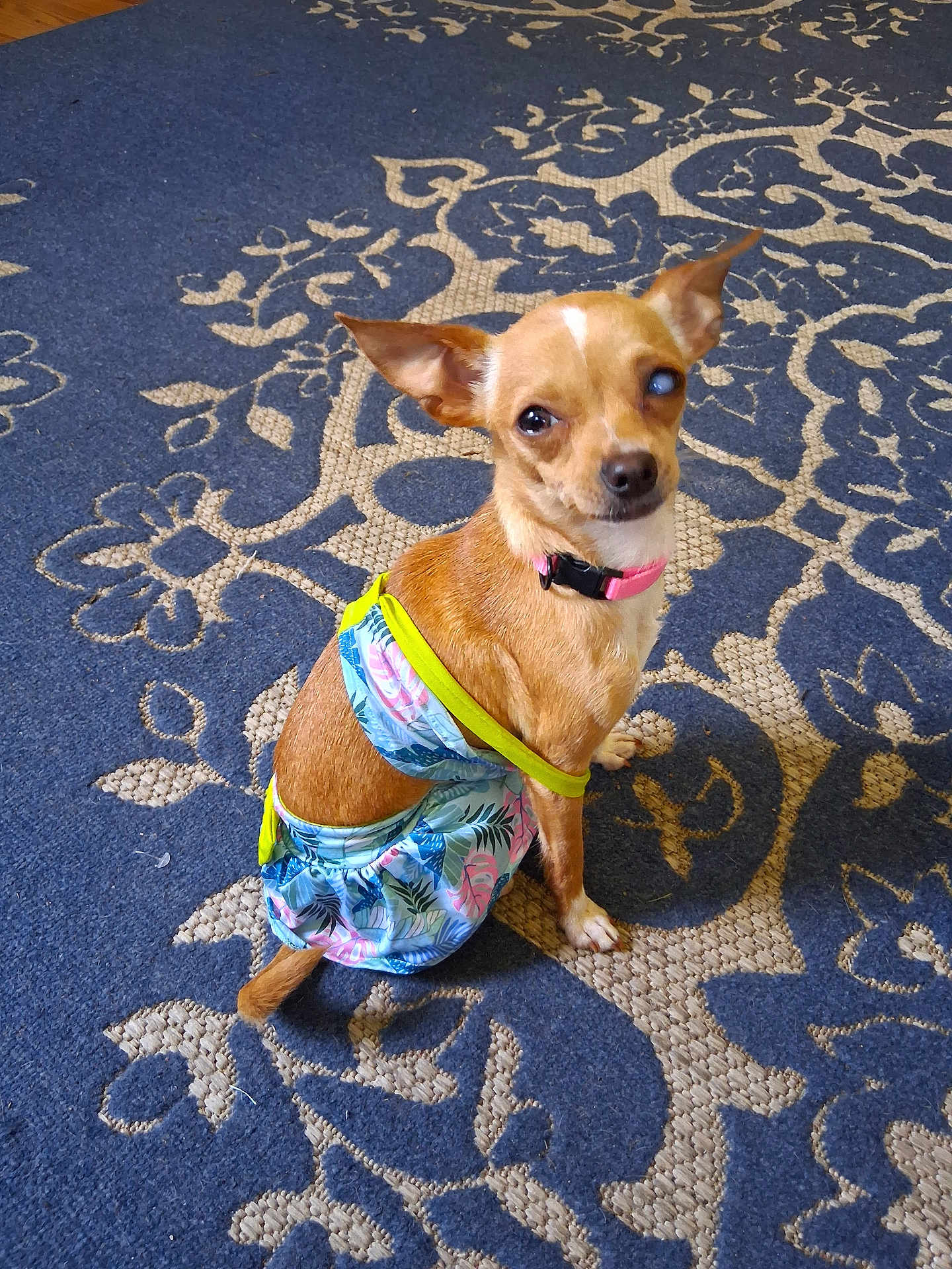 Bella