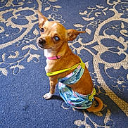 Bella joined the competition — help win amazing prizes! dog, small_dog, clothing, outfit, indoor, carpet, blue_carpet, patterned_carpet, brown_dog, pet, canine, floor, metal_bowl, looking_up, curious, sitting, one_eye, unique_appearance, domestic, companion_animal