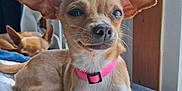 Bella joined the competition — help win amazing prizes! dog, small_dog, chihuahua, pink_collar, ears, blanket, window, daylight, relaxed, sleeping_dog, indoor, pet, cute, fur, animal, resting, cozy, companion, two_dogs, home