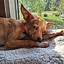 Bella joined the competition — help win amazing prizes! dog, puppy, brown_dog, pet, lying_down, blanket, window, sunlight, resting, ears, collar, indoor, cozy, animal, cute, fur, relaxing, home, nature_view, daylight