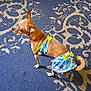 Bella is registered to the contest to win money with this photo: dog, small_dog, clothing, skirt, brown_dog, carpet, patterned_carpet, indoor, pet, animal, cute, standing, looking_away, decor, floor, fur, tail, ears, pink_collar, colorful_outfit