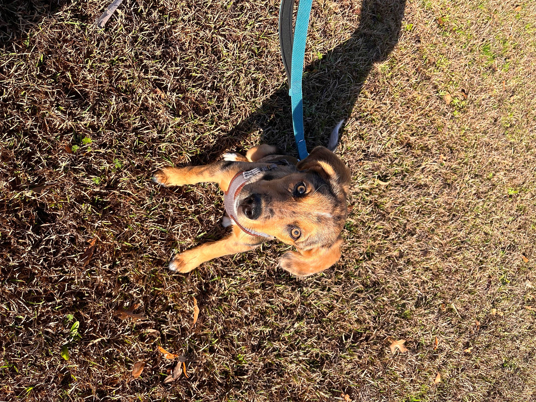 Asher joined the competition — help win amazing prizes! asphalt, canidae, carnivore, dog_breed, electric_blue, grass, landscape, leisure, people_in_nature, plant, recreation, road_surface, shadow, soil, sporting_group, tail, terrestrial_animal, tints_and_shades, tree, wood