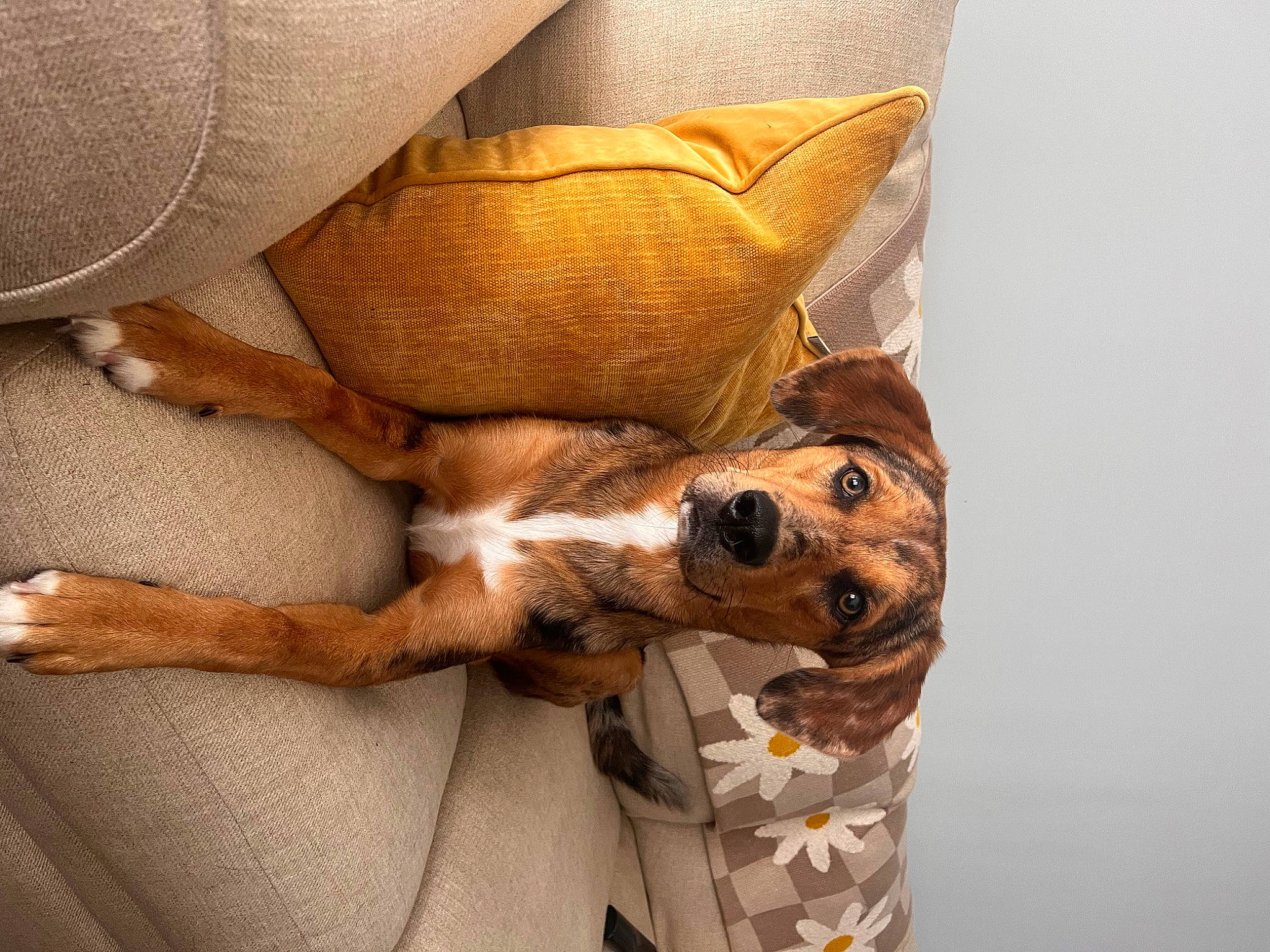 Asher joined the competition — help win amazing prizes! canidae, carnivore, comfort, companion_dog, couch, dog, dog_breed, fawn, felidae, foot, fur, human_leg, leg, linens, pillow, small_to_medium_sized_cats, sporting_group, whiskers, wood, working_animal