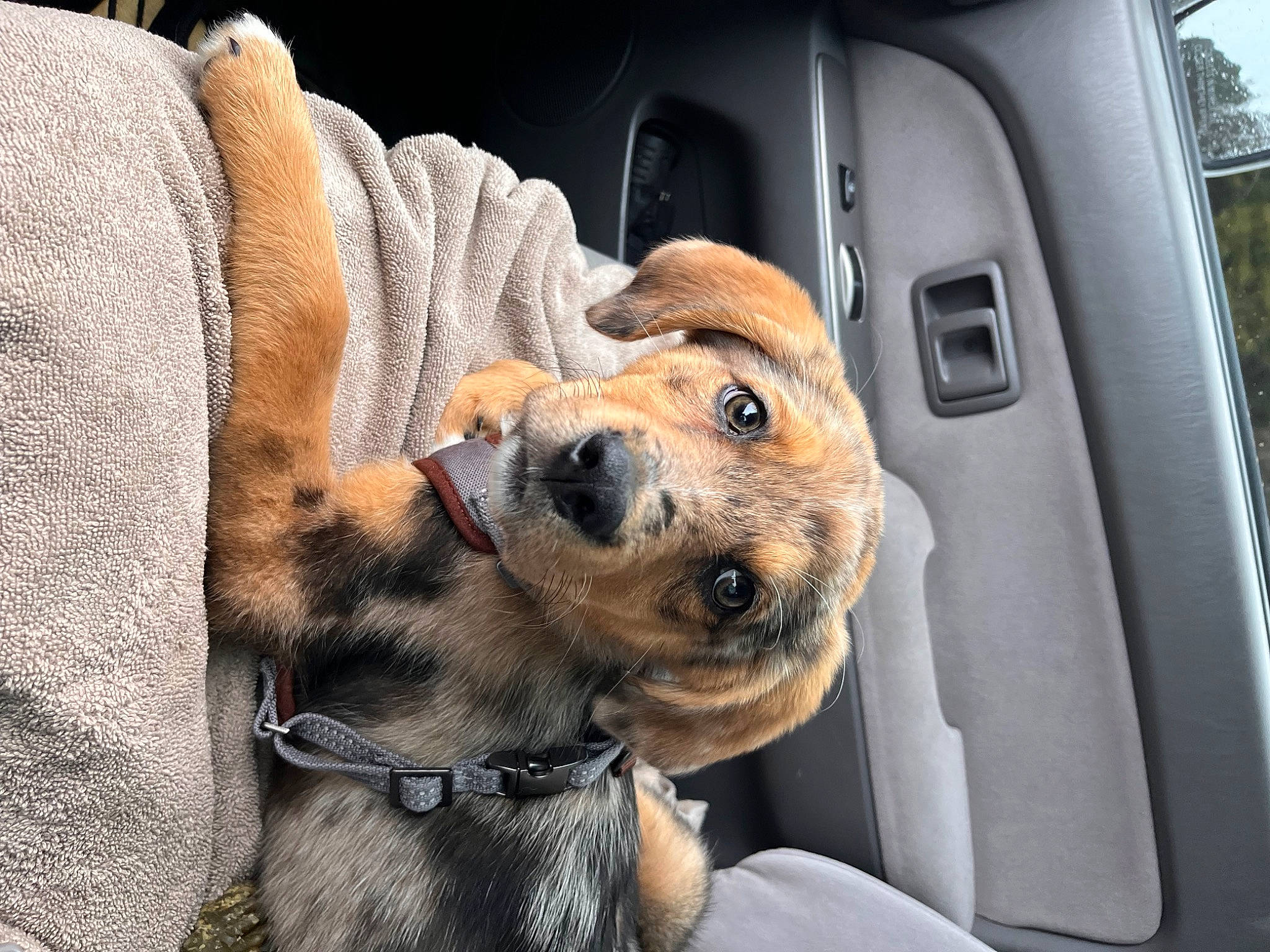 Asher is registered to the contest to win money with this photo: auto_part, canidae, car_seat, carnivore, collar, companion_dog, dog, dog_breed, dog_collar, family_car, fawn, fur, mammal, motor_vehicle, snout, sporting_group, vehicle, vehicle_door, vertebrate, whiskers