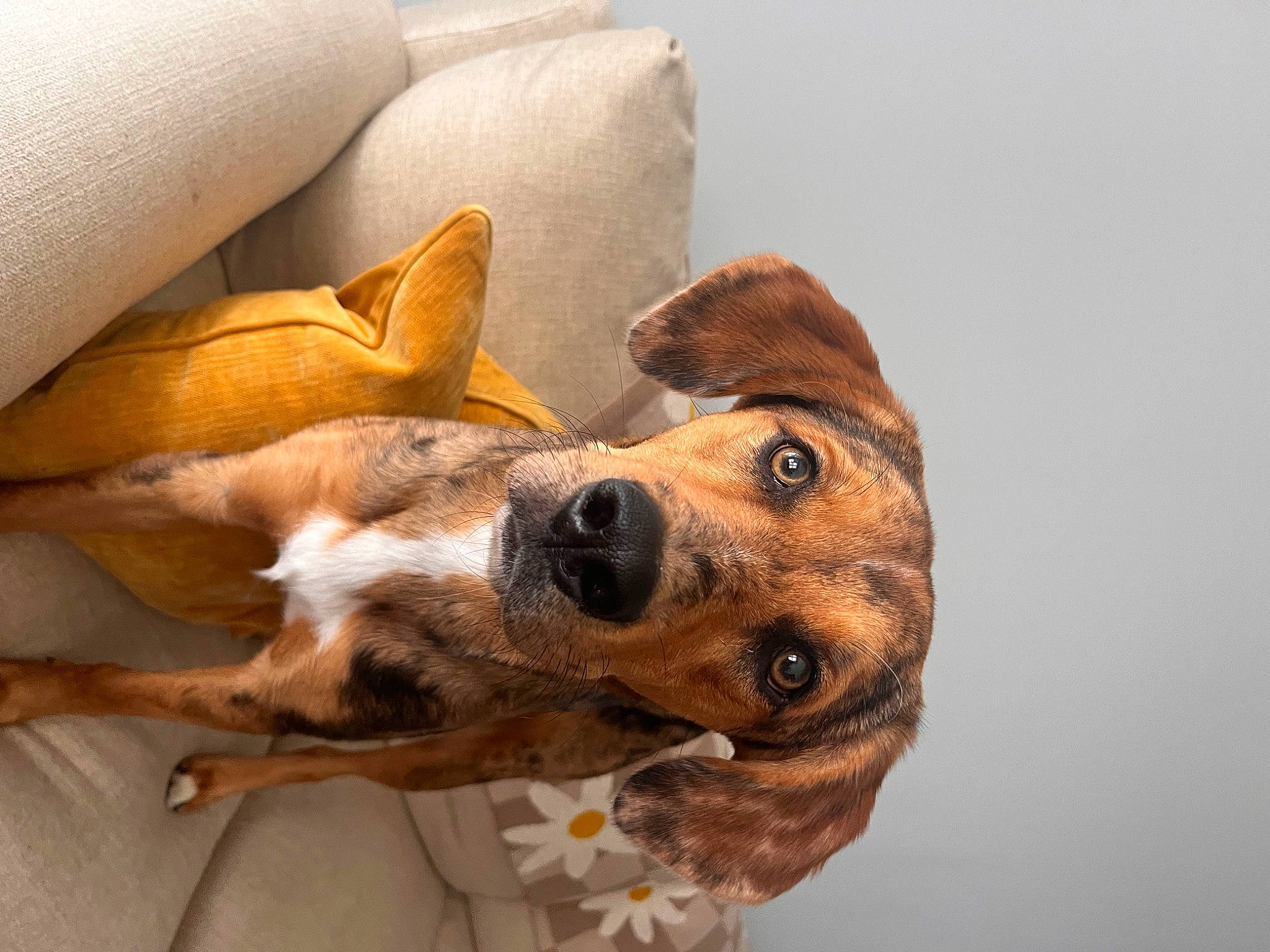 Asher is registered to the contest to win money with this photo: art, canidae, carnivore, collar, comfort, companion_dog, couch, dog, dog_breed, dog_collar, dog_supply, fawn, fur, linens, paw, snout, sporting_group, whiskers, wood, working_animal