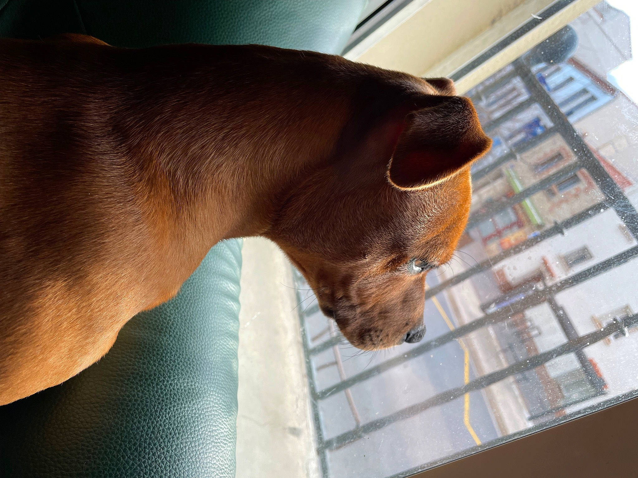 Saïko participe au concours pour gagner de l'argent avec cette photo : building, canidae, carnivore, comfort, companion_dog, dog, dog_breed, fawn, fur, liver, mammal, pet_supply, snout, sporting_group, terrestrial_animal, tints_and_shades, whiskers, window, working_animal