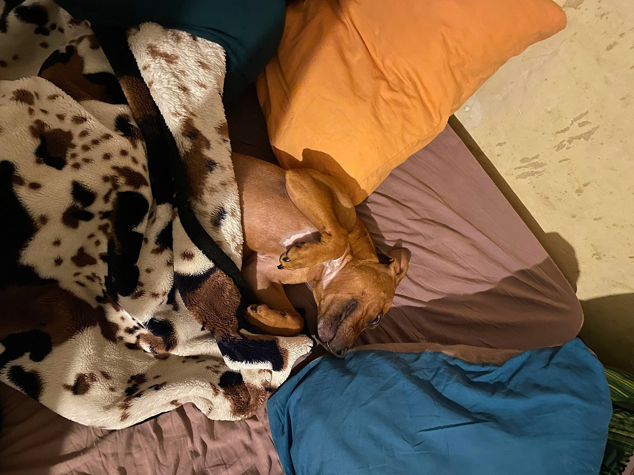 Saïko participe au concours pour gagner de l'argent avec cette photo : bag, bed, bed_sheet, bedding, carnivore, comfort, dog, fawn, felidae, fur, human_leg, linens, pattern, recreation, room, shade, small_to_medium_sized_cats, textile, tints_and_shades, wood