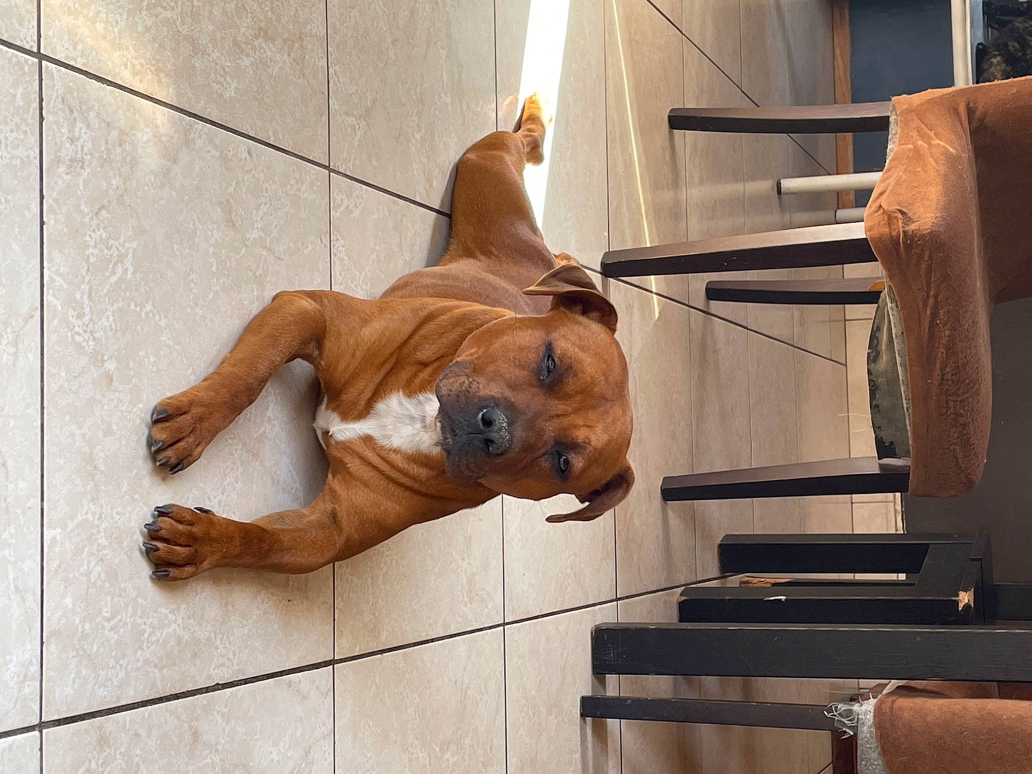 Saïko participe au concours pour gagner de l'argent avec cette photo : art, barechested, canidae, carnivore, chest, companion_dog, dog, dog_breed, fawn, floor, flooring, foot, guard_dog, hardwood, human_leg, liver, snout, sporting_group, wood, working_animal