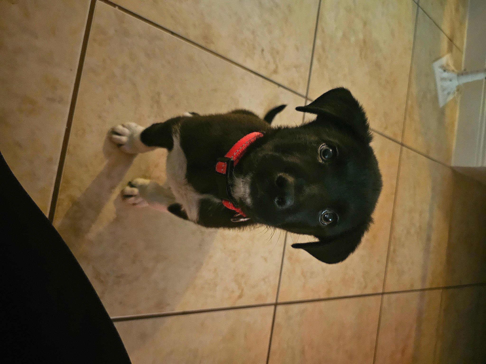 Baxter is registered to the contest to win money with this photo: borador, canidae, carnivore, collar, companion_dog, dog, dog_breed, fawn, flooring, fur, hardwood, mammal, non_sporting_group, pet_supply, sporting_group, tail, terrestrial_animal, wood, working_animal