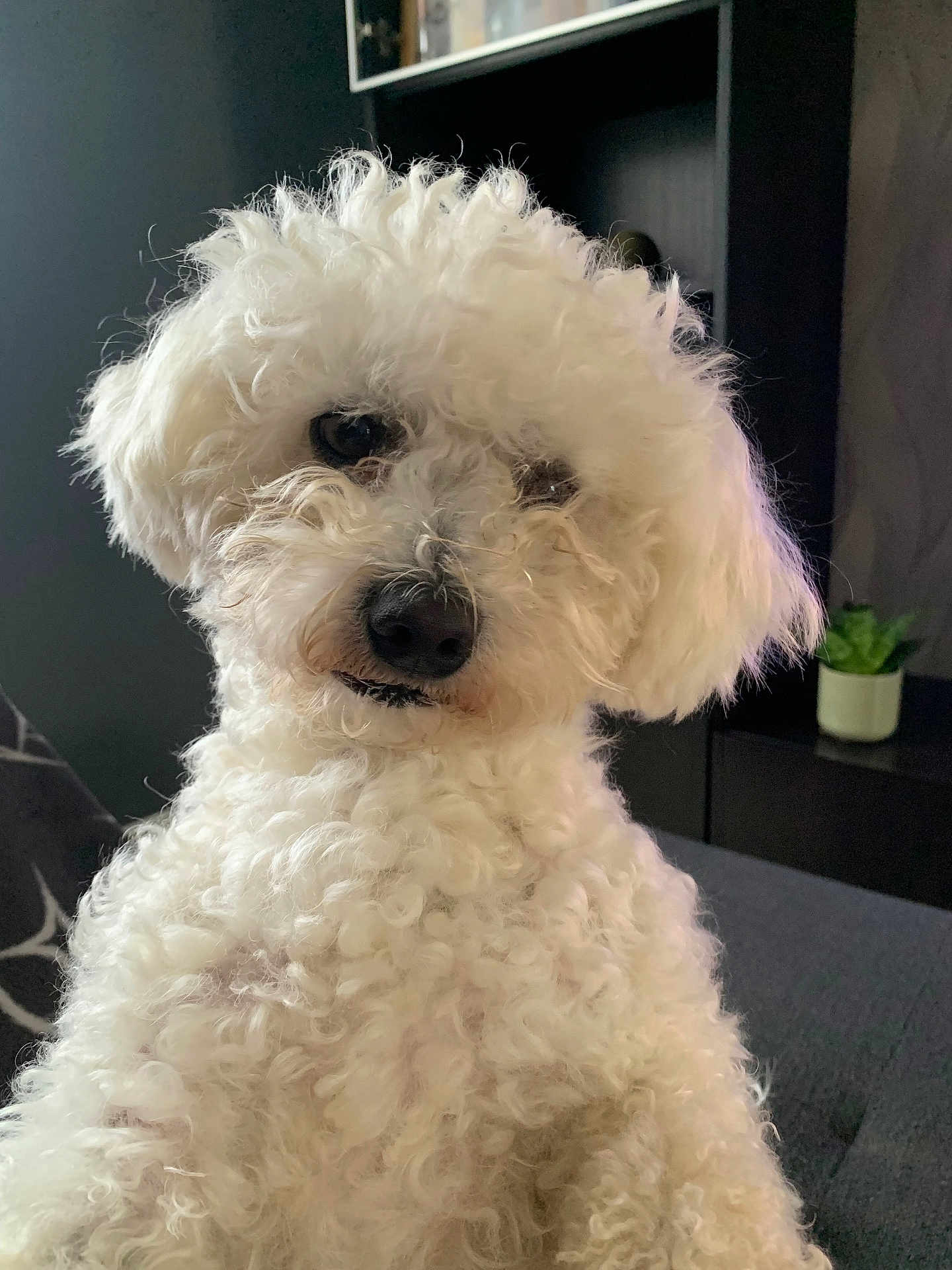 Pimpon a rejoint le concours — aidez-le/la à gagner de superbes lots ! dog, white, curly_fur, pet, indoor, couch, furniture, plant, closeup, portrait, cute, animal, fluffy, domestic_animal, living_room, black_background, small_plant, fur, face, canine