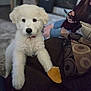 Chester is registered to the contest to win money with this photo: puppy, dog, white_fur, couch, paw, bread, indoor, person, jeans, phone, home, carpet, relaxed, pet, animal, fur, cozy, sitting, cute, domestic
