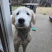 Chester is registered to the contest to win money with this photo: dog, muddy, wet, outside, glass_door, backyard, concrete, fence, patio, animal, pet, looking, outdoor, ears, fur, collar, curious, messy, young_dog, hopeful