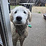 dog, muddy, wet, outside, glass_door, backyard, concrete, fence, patio, animal, pet, looking, outdoor, ears, fur, collar, curious, messy, young_dog, hopeful
