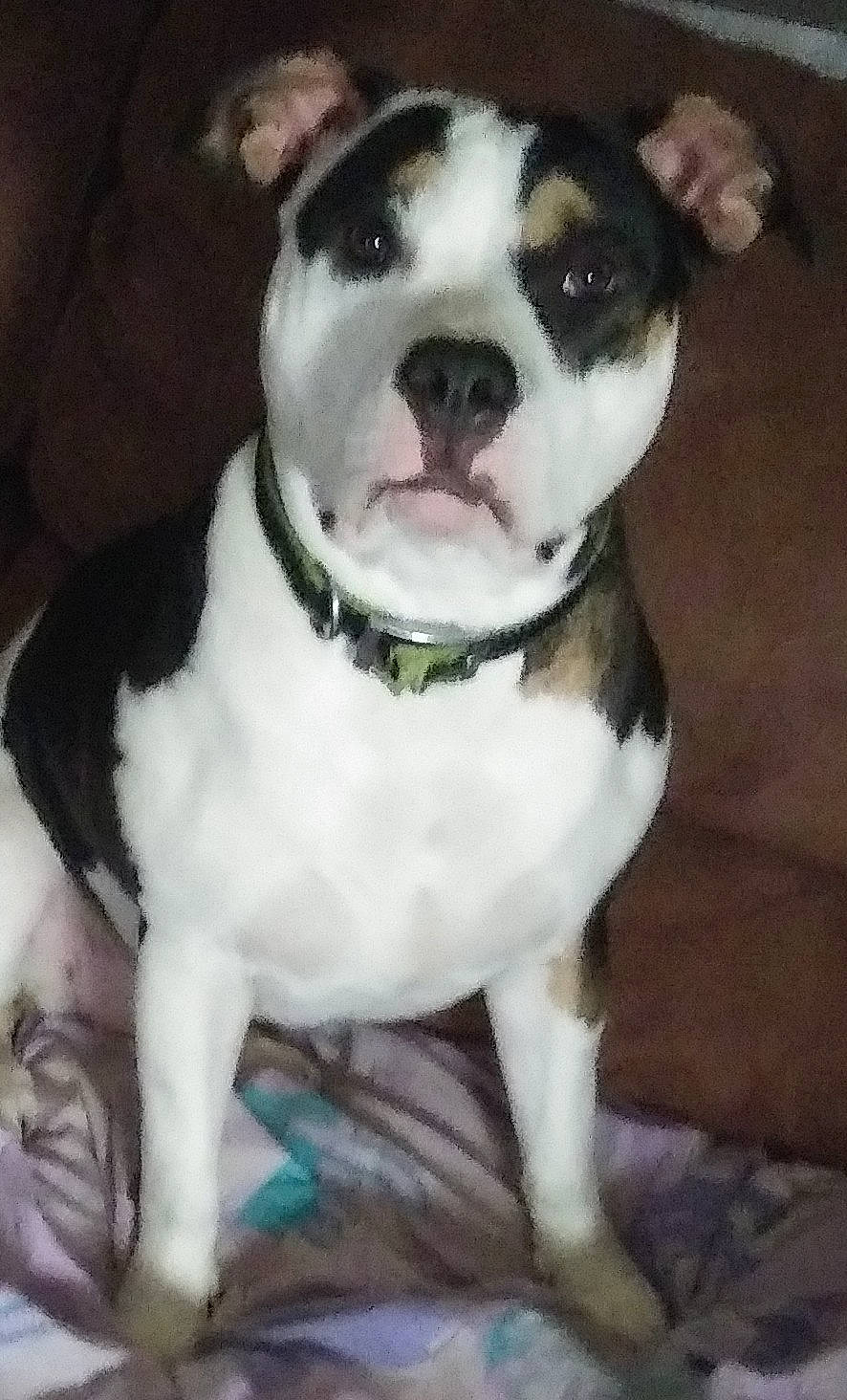 Holly Blue is registered to the contest to win money with this photo: ancient_dog_breeds, boston_terrier, canidae, carnivore, collar, companion_dog, dog, dog_breed, dog_collar, fawn, fur, molosser, non_sporting_group, sporting_group, whiskers, working_animal, working_dog