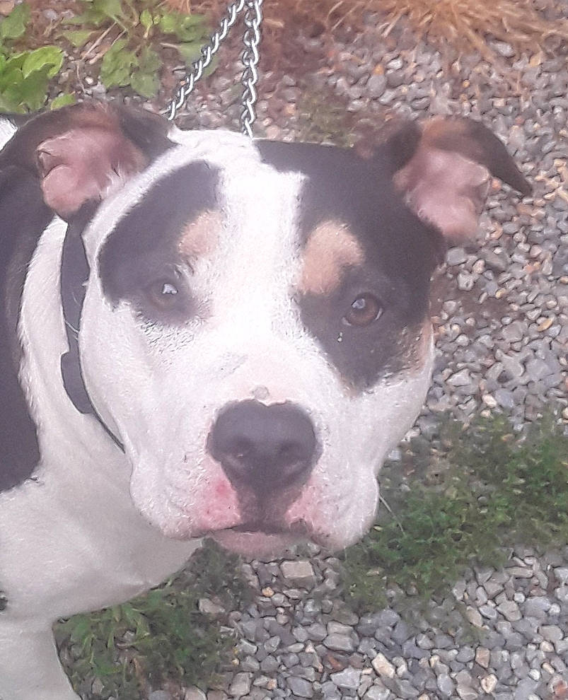 Holly Blue is registered to the contest to win money with this photo: ancient_dog_breeds, canidae, carnivore, collar, companion_dog, dog, dog_breed, eye, fawn, metal, non_sporting_group, snout, sporting_group, terrestrial_animal, whiskers, working_animal, working_dog