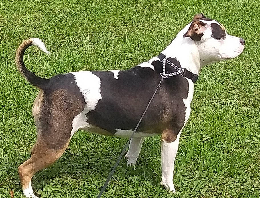 Holly Blue joined the competition — help win amazing prizes! ancient_dog_breeds, carnivore, collar, companion_dog, dog, dog_breed, dog_collar, dog_supply, grass, hound, hunting_dog, leash, non_sporting_group, pet_supply, snout, sporting_group, tail, terrestrial_animal, working_animal, working_dog