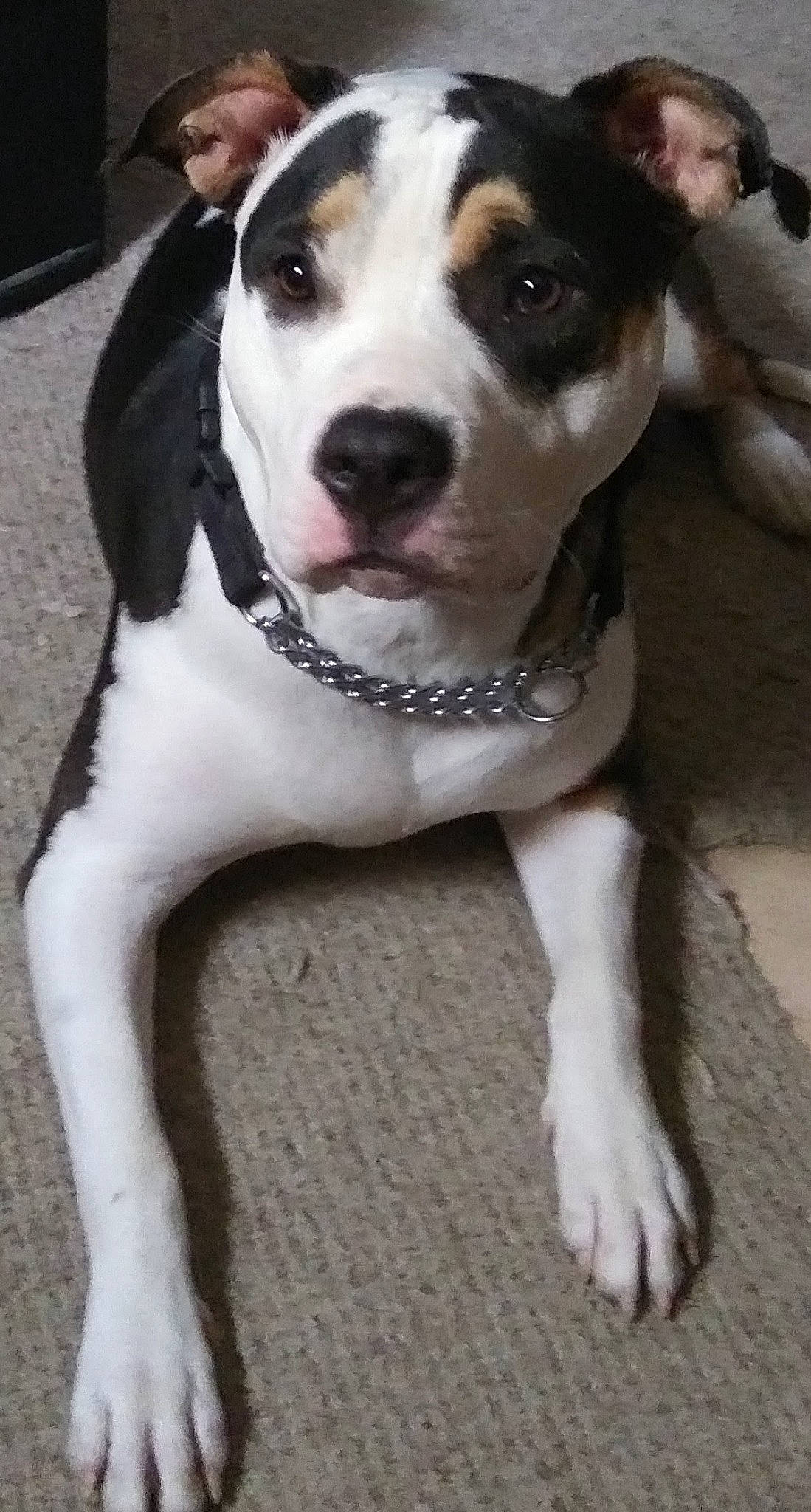 Holly Blue joined the competition — help win amazing prizes! canidae, carnivore, collar, companion_dog, dog, dog_breed, dog_collar, fawn, fur, non_sporting_group, pet_supply, snout, sporting_group, whiskers, working_animal