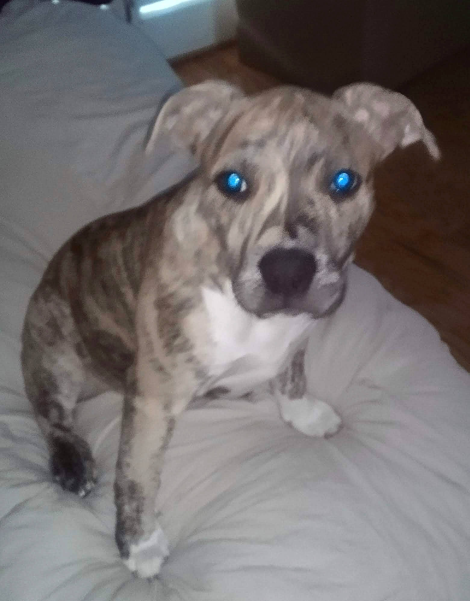 Lit Bit Sassy is registered to the contest to win money with this photo: canidae, carnivore, comfort, companion_dog, couch, dog, dog_breed, dog_supply, fawn, fur, non_sporting_group, puppy, snout, sporting_group, terrestrial_animal, toy_dog, whiskers, working_animal