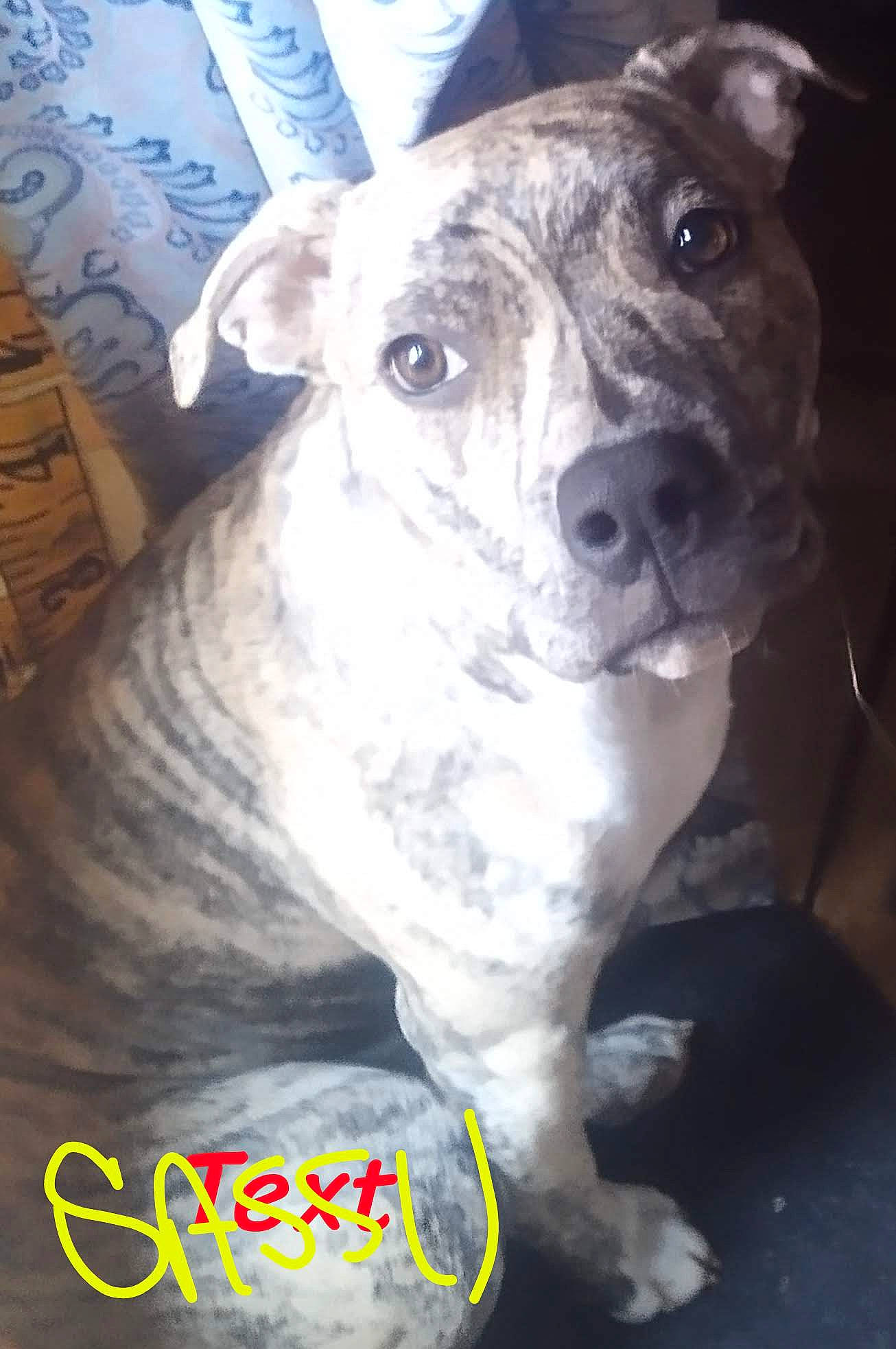 Lit Bit Sassy is registered to the contest to win money with this photo: canidae, carnivore, collar, companion_dog, dog, dog_breed, drawer, fawn, non_sporting_group, snout, sporting_group, terrestrial_animal, whiskers, working_animal